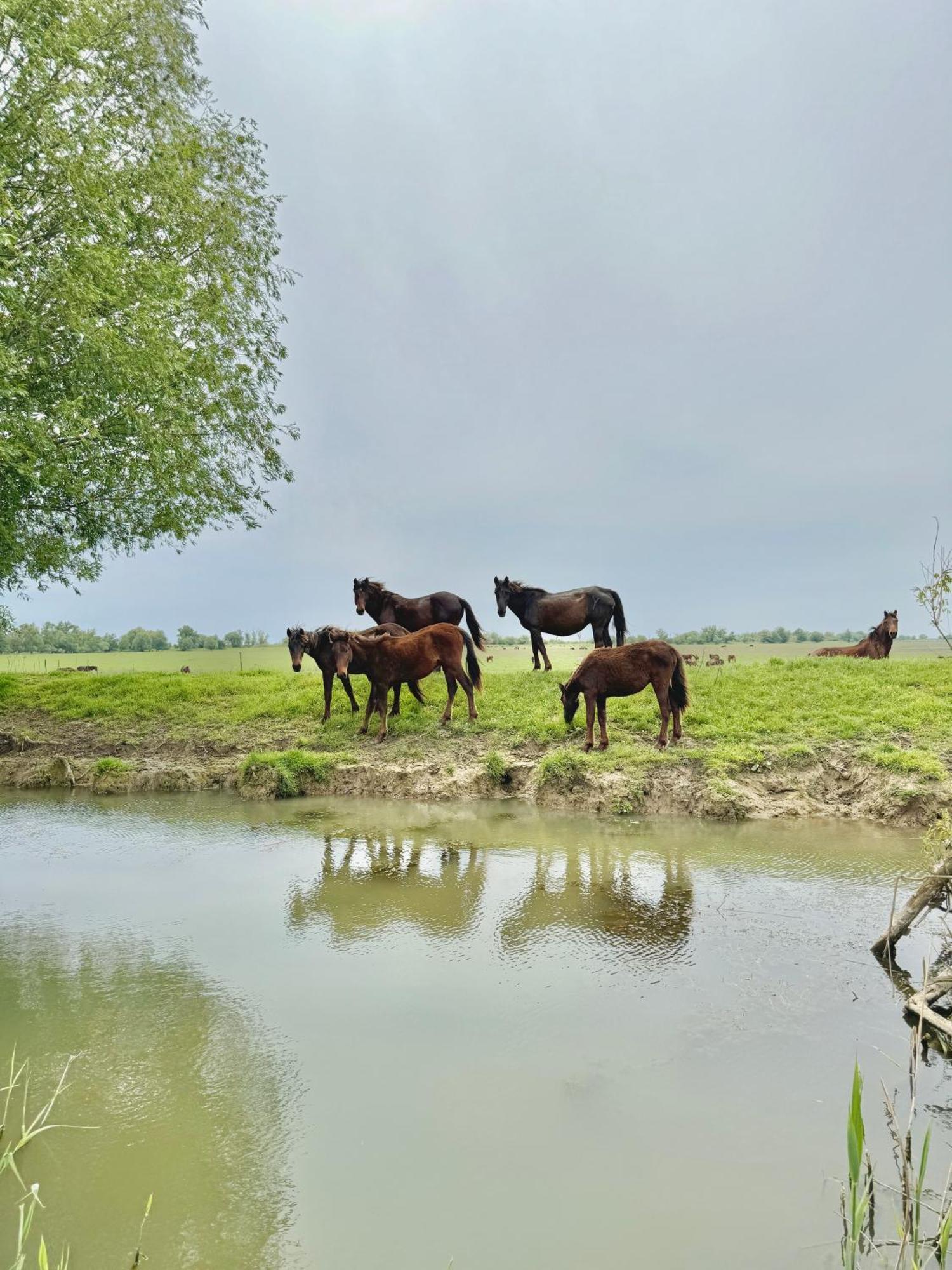 Готель Danube Delta View Дунавецу-де-Жос Екстер'єр фото